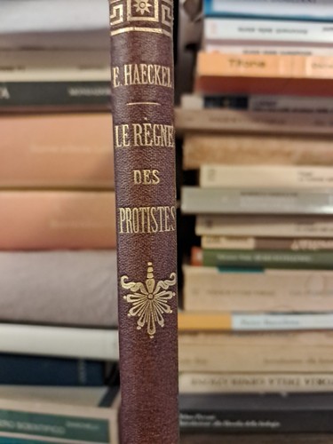 Regne des protistes - regne,